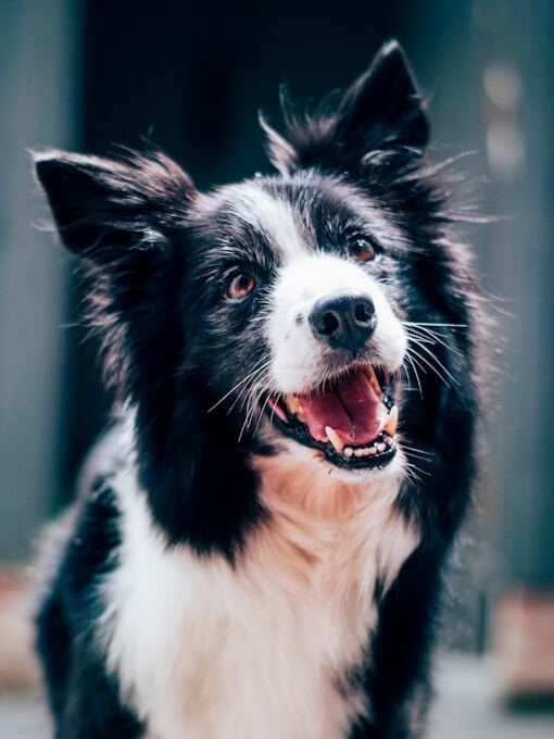 border-collie Un border-collie est assis et attend une instruction