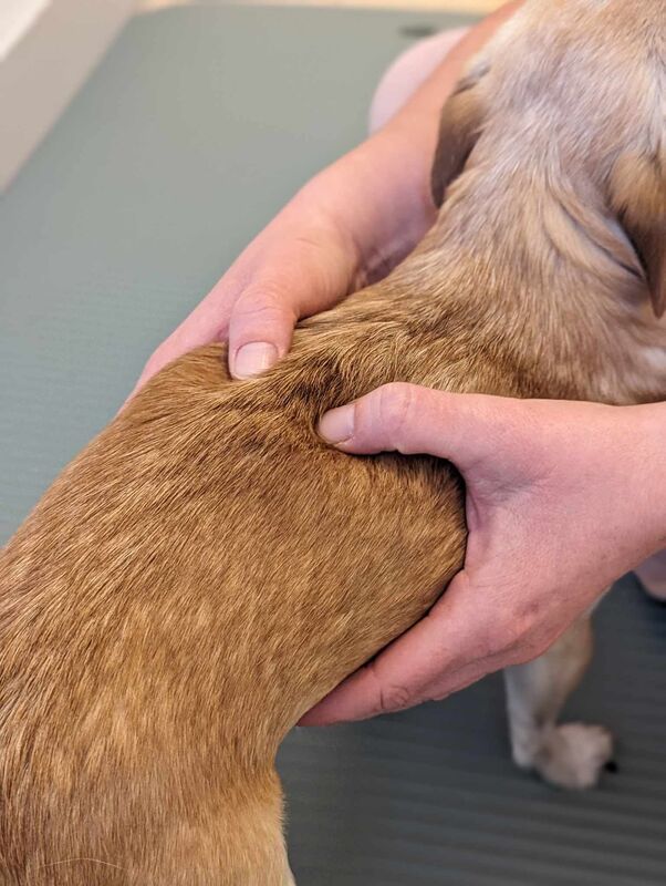 massage-chien Un chien se fait masser le dos par Anne-Sophie