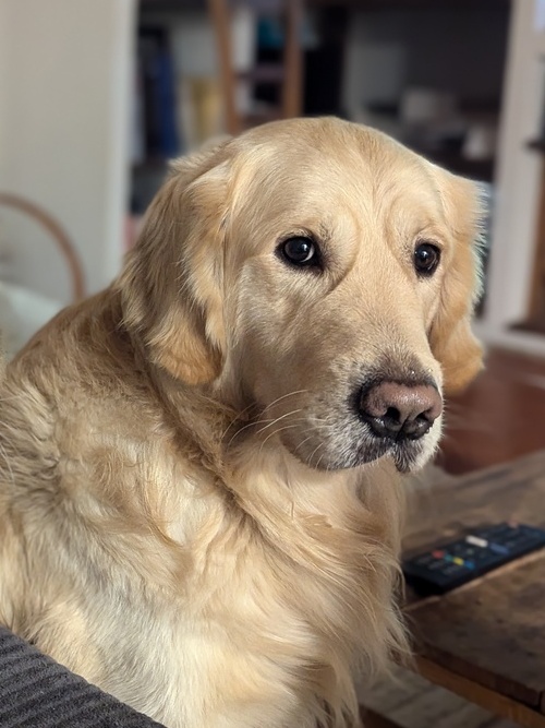 chien-garde-domicile Un golden retriever dans un salon