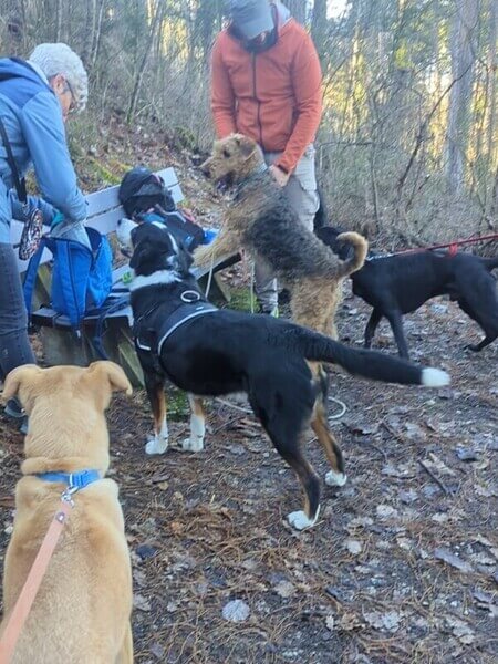 balade-foret Les chiens font une pause dans la forêt