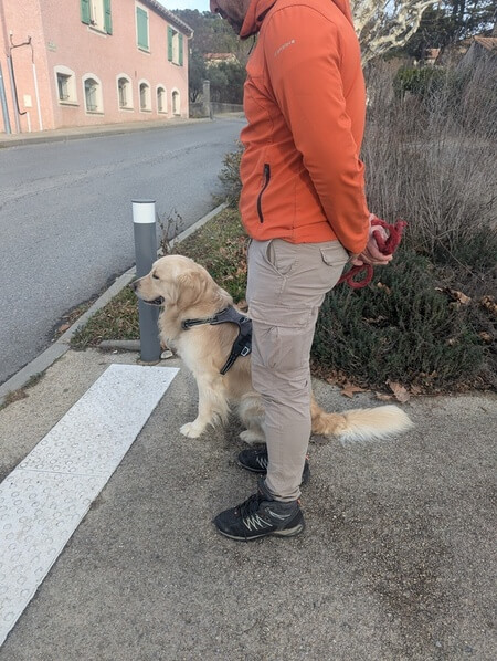 cours-individuel Un labrador attend de traverser, au pied de son maitre