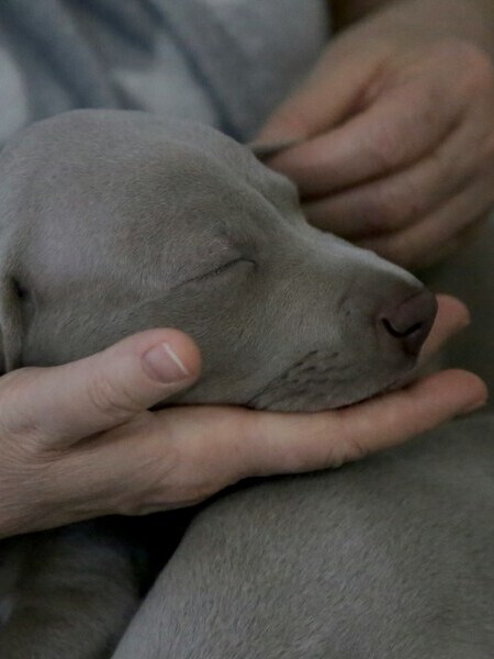 massage-chiot massage d'un jeune braque