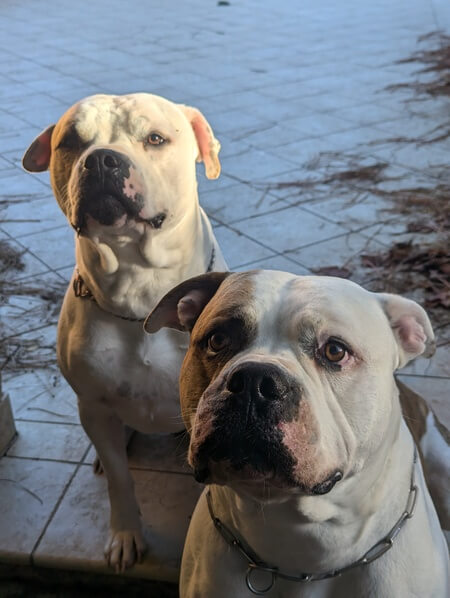 garde-chiens Deux chiens sur la terrasse d'une maison pendant l'absence de leurs maitres