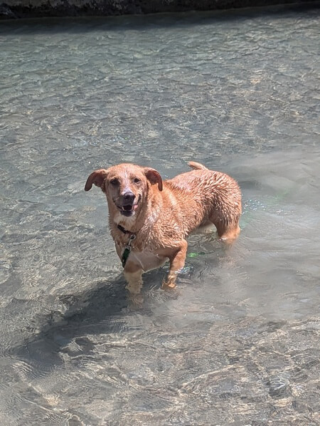promenade-garde-chien Un chien se baigne dans un ruisseau lors d'une promenade